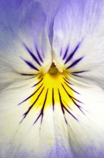 Close-up of a flower of a violet