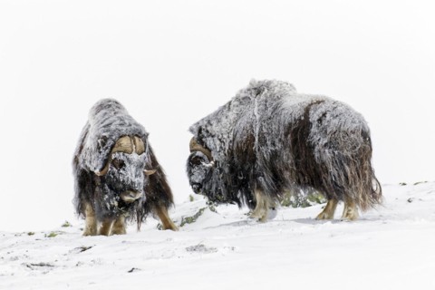 Muskox