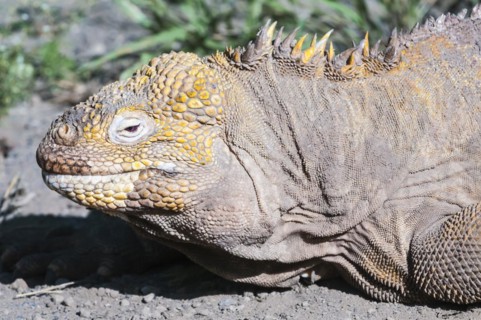 Galapagos land iguana