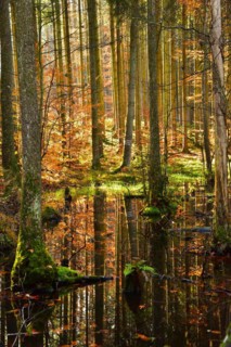Autumn-coloured mixed forest reflected in a pond in the Westliche Waelder nature park Park near Ausgburg