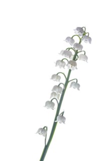 lily of the valley