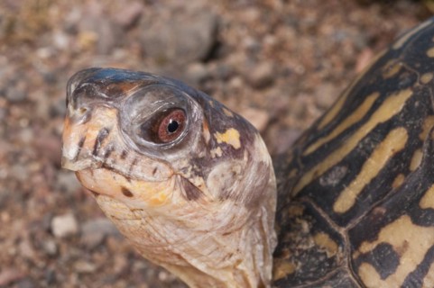 Eastern box turtle