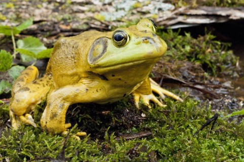 Bullfrog