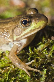 Green frog