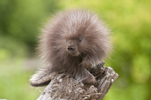 North American porcupine