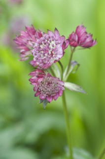 (Astrantia) major hadspens blood Hatties pincushion, masterwort