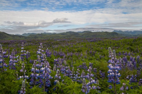 Fields with flowering nootka lupins