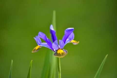 Small bulbous-rooted iris
