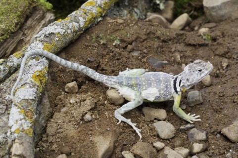Eastern collared lizard