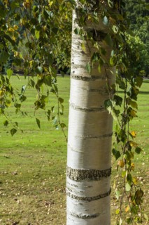 Tristis