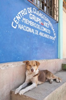 Stray dog outside the National Council of Mayan Elders building