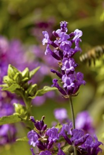 Real lavender with honey bee