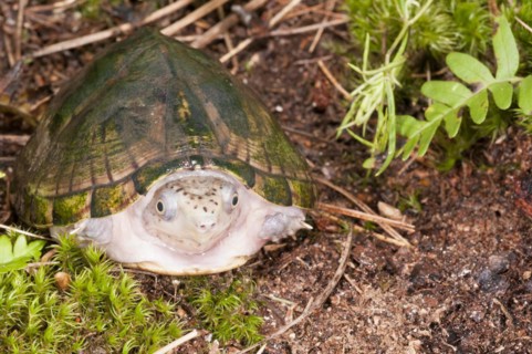 Loggerhead musk turtle
