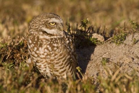 Burrowing owl