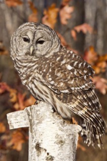 Barred Owl