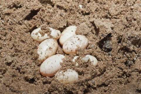 Prairie skink eggs