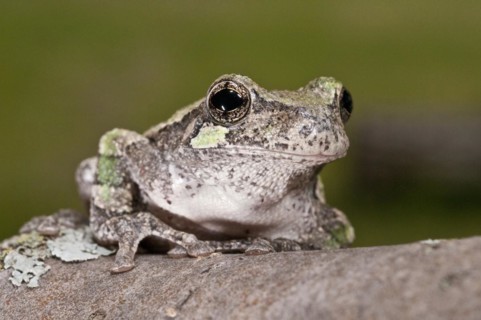 Gray tree frog