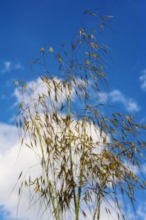 Gigantea Giant Feather Grass