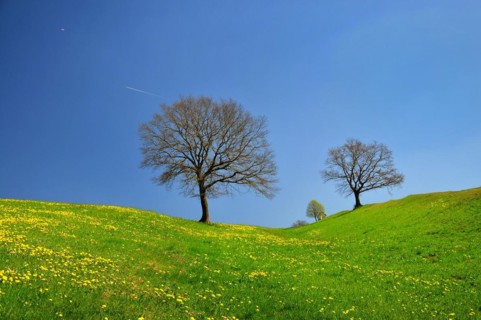 Spring meadow in the Bavarian foothills of the Alps