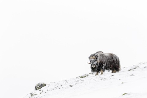 Muskox