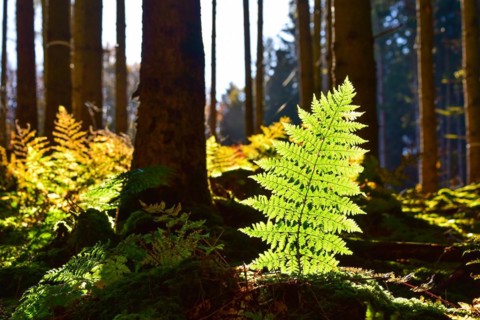 Autumn mood in the forest with ferns against the light