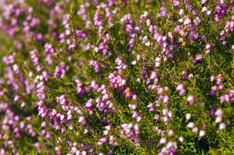 Winter heath