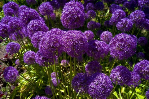 Ornamental leek