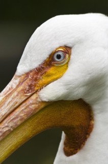 American white pelican