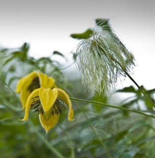 Clematis orientalis