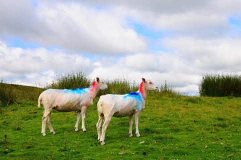 Sheep in a pasture in the Yorkshire Dales