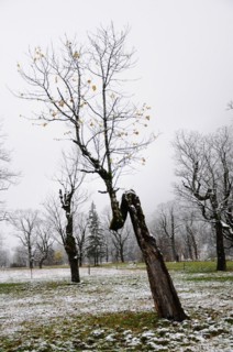 Winter onset