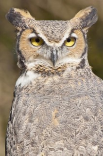 Common Great Horned Owl
