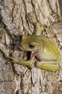 Whites Tree Frog