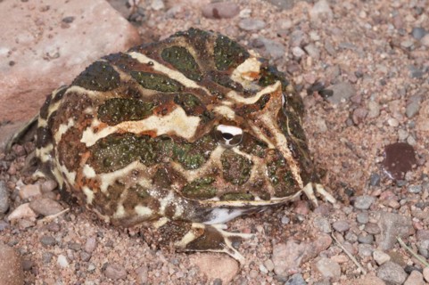 Argentine horned frog