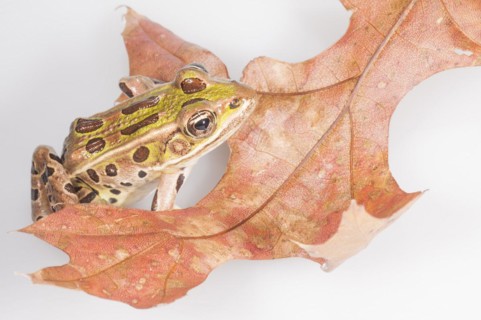 Northern leopard frog