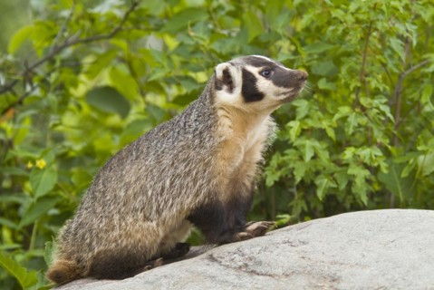 American badger