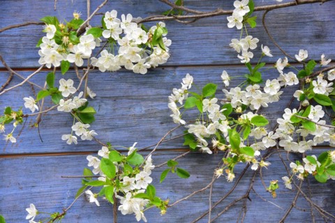 Blossoming cherry in front of the wall of a garden shed