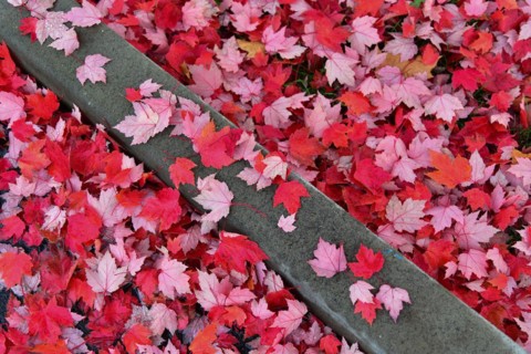 Foliage of a red maple lies on the edge of a pavement