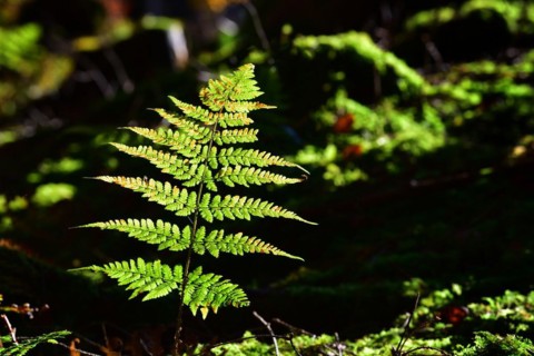 Autumn mood in the forest with ferns against the light
