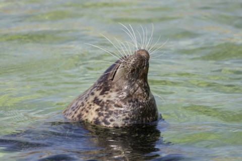 Close up of common seal
