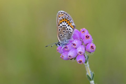 Silver-studded blue