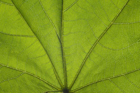 Fig leaf