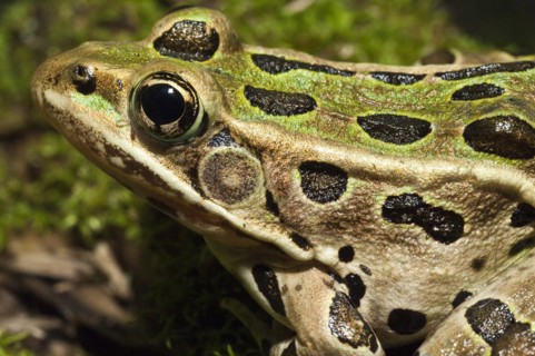 The northern leopard frog