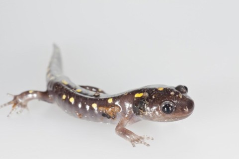 Spotted salamander