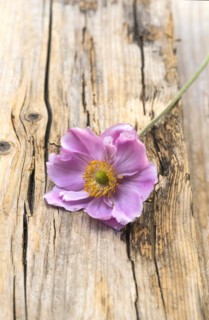 Single flower of Anemone hybrida Koenigin Charlotte