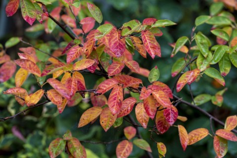 Autumn colour of Canadensis