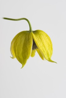 (Clematis orientalis) Bill MacKenzie