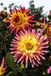 Dahlia Fantastic