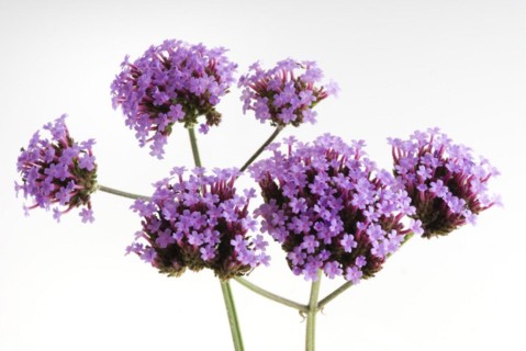 (Verbena bonariensis)