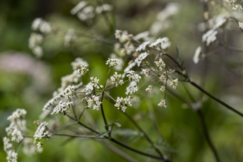 Cow parsley